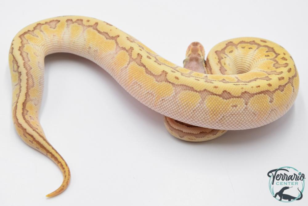 Python royal - Python regius Emperor Pinstripe