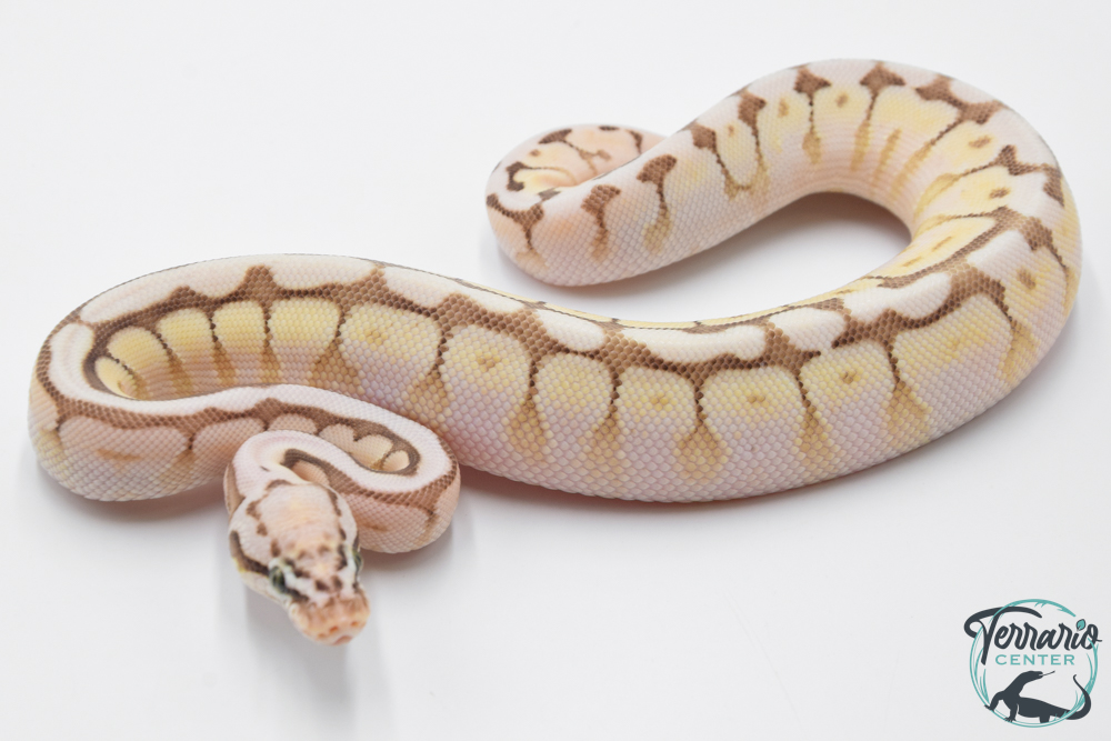 Python royal - Python regius Queen Bee