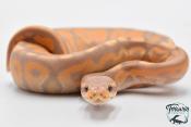 Python royal - Python regius Banana Cinnamon