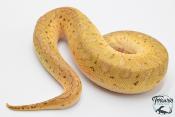 Python royal - Python regius Clown Lemonblast