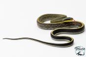 Orthriophis taeniurus Grabowskyi - Serpent-Ratier de Grabowskyi 