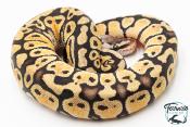 Python royal - Python regius Pastel Specter
