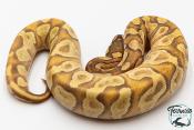 Python royal - Python regius Super Enchi Mojave Yellow Belly