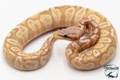 Python royal - Python regius Banana Pastel GHI 