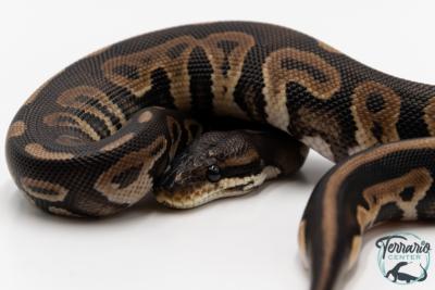 Python royal - Python regius Black Pastel
