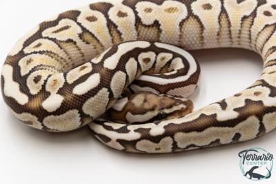Python royal - Python regius Butter Spotnose
