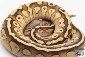Python royal - Python regius Butter Pastel Vanilla