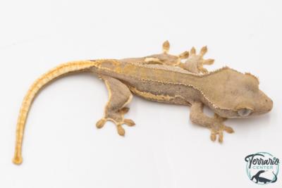 Correlophus ciliatus Lilly White - Gecko à crête - NC 2026 - 44