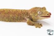 Mniarogekko chahoua - Gecko mousse - Grande Terre - NC 2025 - Mâle 01
