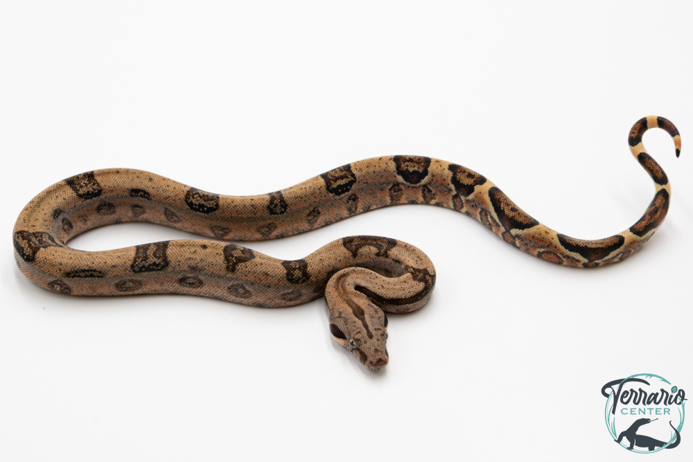 Boa constricteur - Boa imperator Jungle Het Blood Kahl