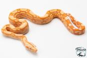 Boa constricteur - Boa imperator Albinos Kahl Jungle 