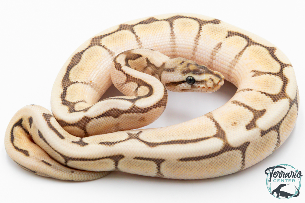 Python royal - Python regius Butter Bee