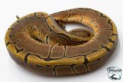 Python royal - Python regius Pinstripe