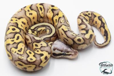 Python royal - Python regius Super Pastel Fire ( SuperFLy )