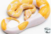 Python royal - Python regius Piebald Albinos