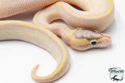 Python royal - Python regius Ivory Enchi