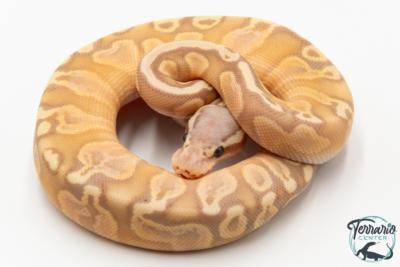 Python royal - Python regius Banana GHI Pastel