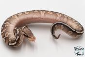 Python royal - Python regius GHI Butter Special