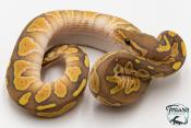 Python royal - Python regius Butter Hypo