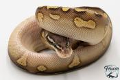 Python royal - Python regius Stranger Butter Pastel het Hypo