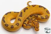 Python royal - Python regius Clown Enchi Hypo