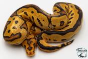 Python royal - Python regius Clown Fire