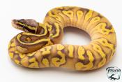 Python royal - Python Regius Enchi Pastave Yellow Belly