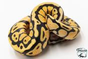 Python royal - Python regius Enchi Pastel