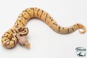Python royal - Python regius Killer Bee