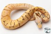 Python royal - Python regius Killer Bee Orange Dream