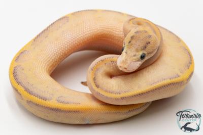Python royal - Python regius Ivory Leopard