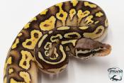 Python royal - Python regius Lesser Pastel Yellow Belly