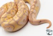 Python royal - Python regius Banana Cinnamon Paradoxe