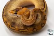 Python royal - Python regius Champagne