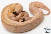 Python royal - Python regius Banana Cinnamon Paradoxe