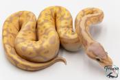 Python royal - Python regius Banana Pastel NCUE 2026