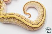Python royal - Python regius Butter Pinstripe Yellow Belly