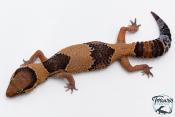 Hemitheconyx caudicinctus - Gecko à queue grasse - Femelle &#9792; A4