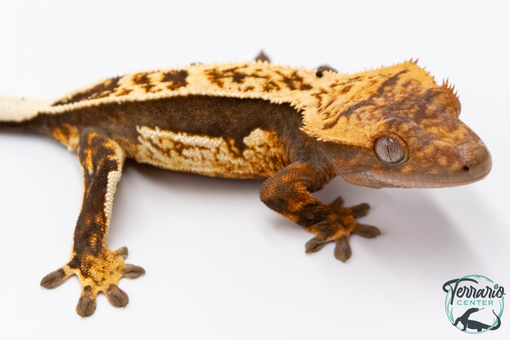 Correlophus ciliatus - Gecko à crête - NC 2025 -  36