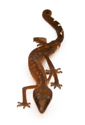 Aeluroscalabotes felinus - Gecko chat