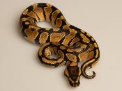 Python royal - Python regius Enchi het Clown