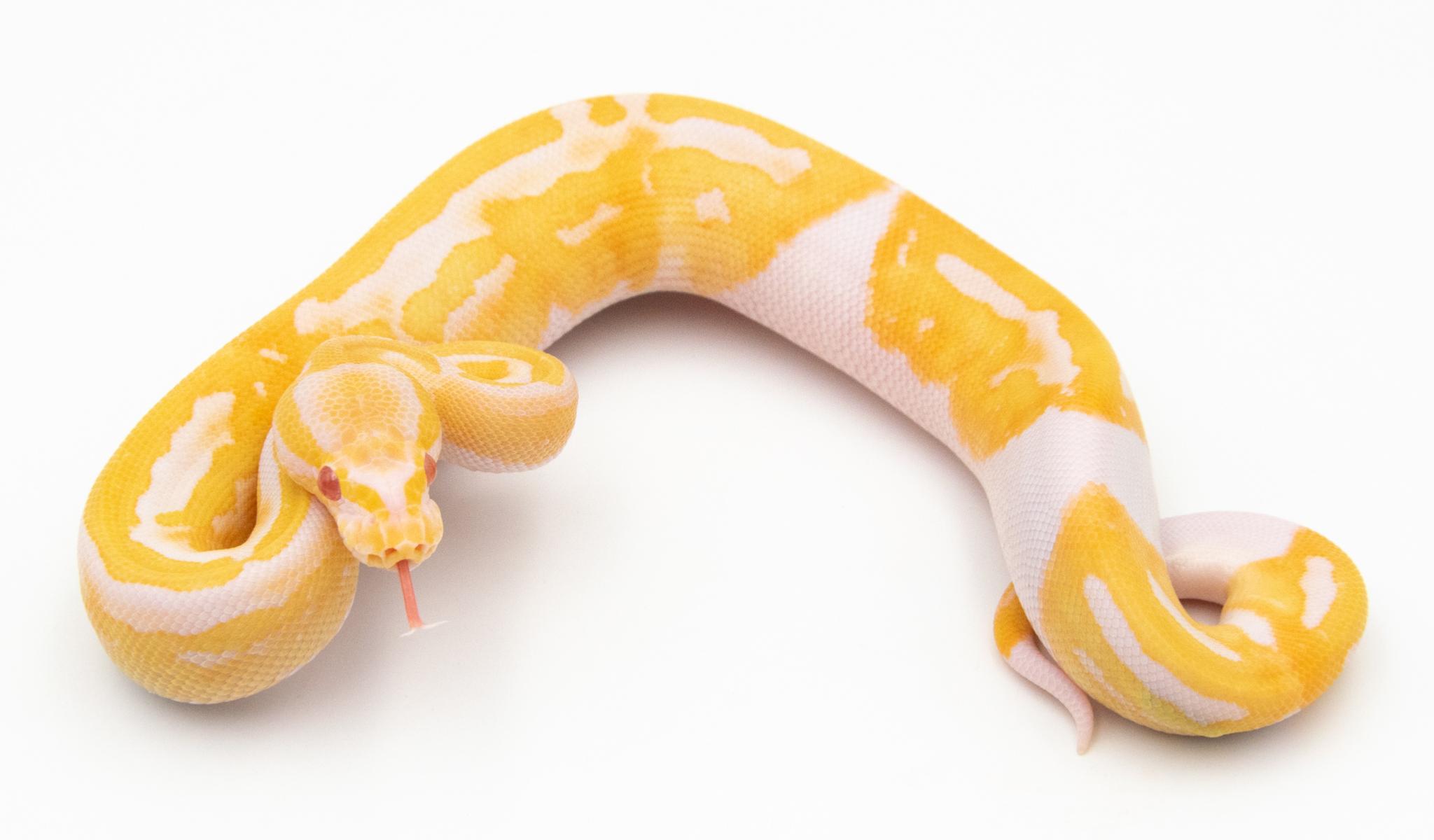 Python royal - Python regius Piebald Albinos
