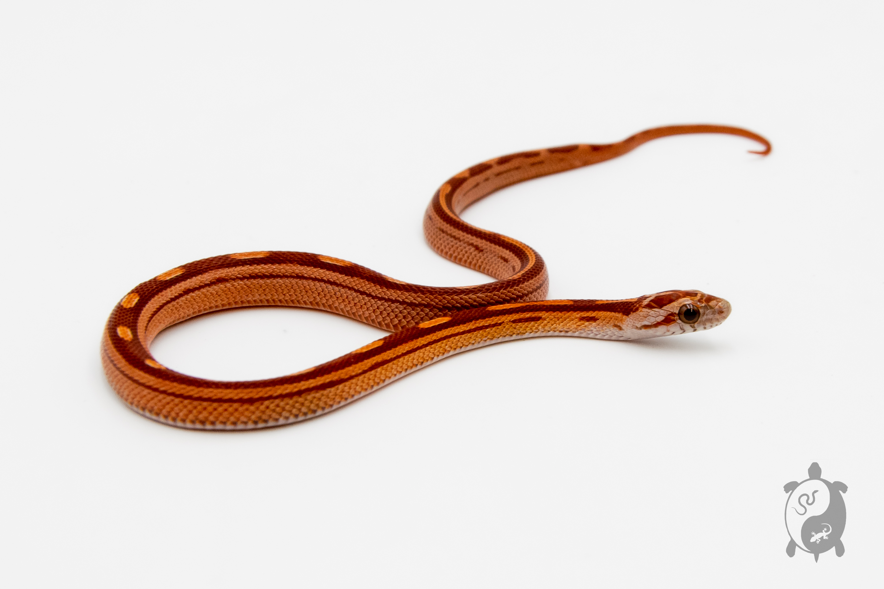 Serpent des blés - Pantherophis guttatus Hypo Motley