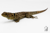 Oplurus cuvieri - Iguane à queue épineuse