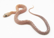 Serpent des blés - Pantherophis guttatus Tessera goldust Scaleless
