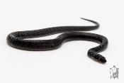 Boaedon fuliginosus Black Sub/Adulte - Serpent des maisons africain