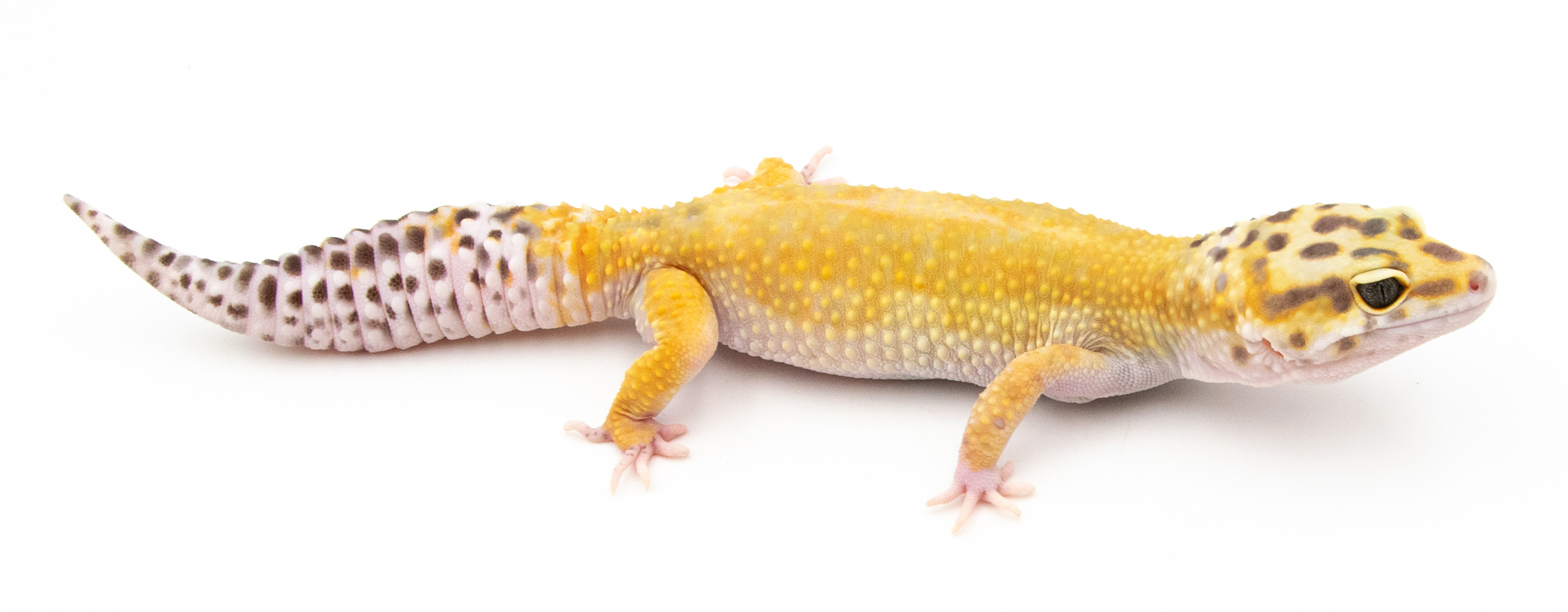 EJ100 - Gecko Léopard - Eublepharis Macularius  Tangerine het bell - &#9792; - NC 2021