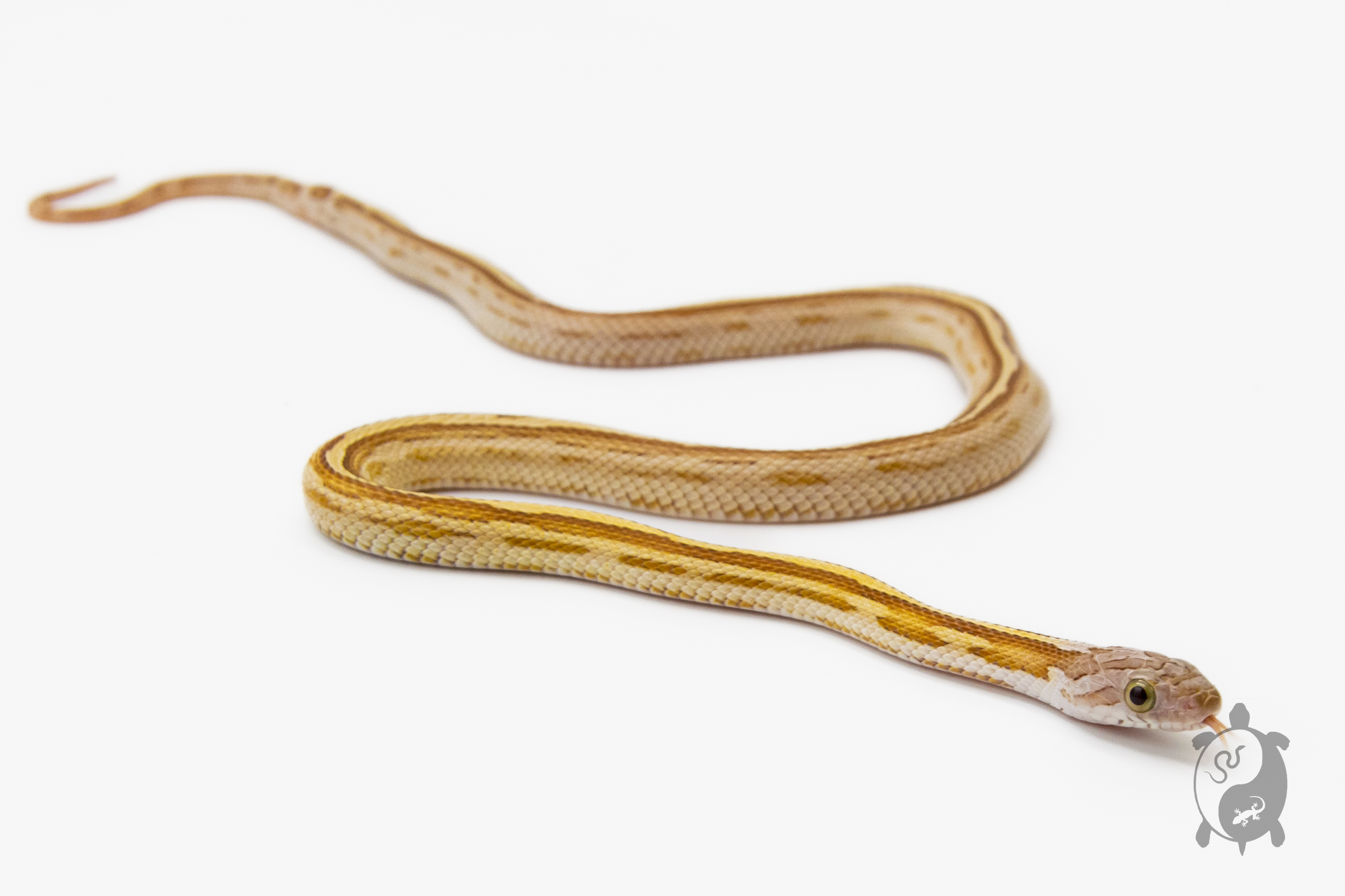 Serpent des blés - Pantherophis guttatus Tessera goldust ligné