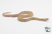 Pituophis catenifer sayi - Serpent taureau - White side