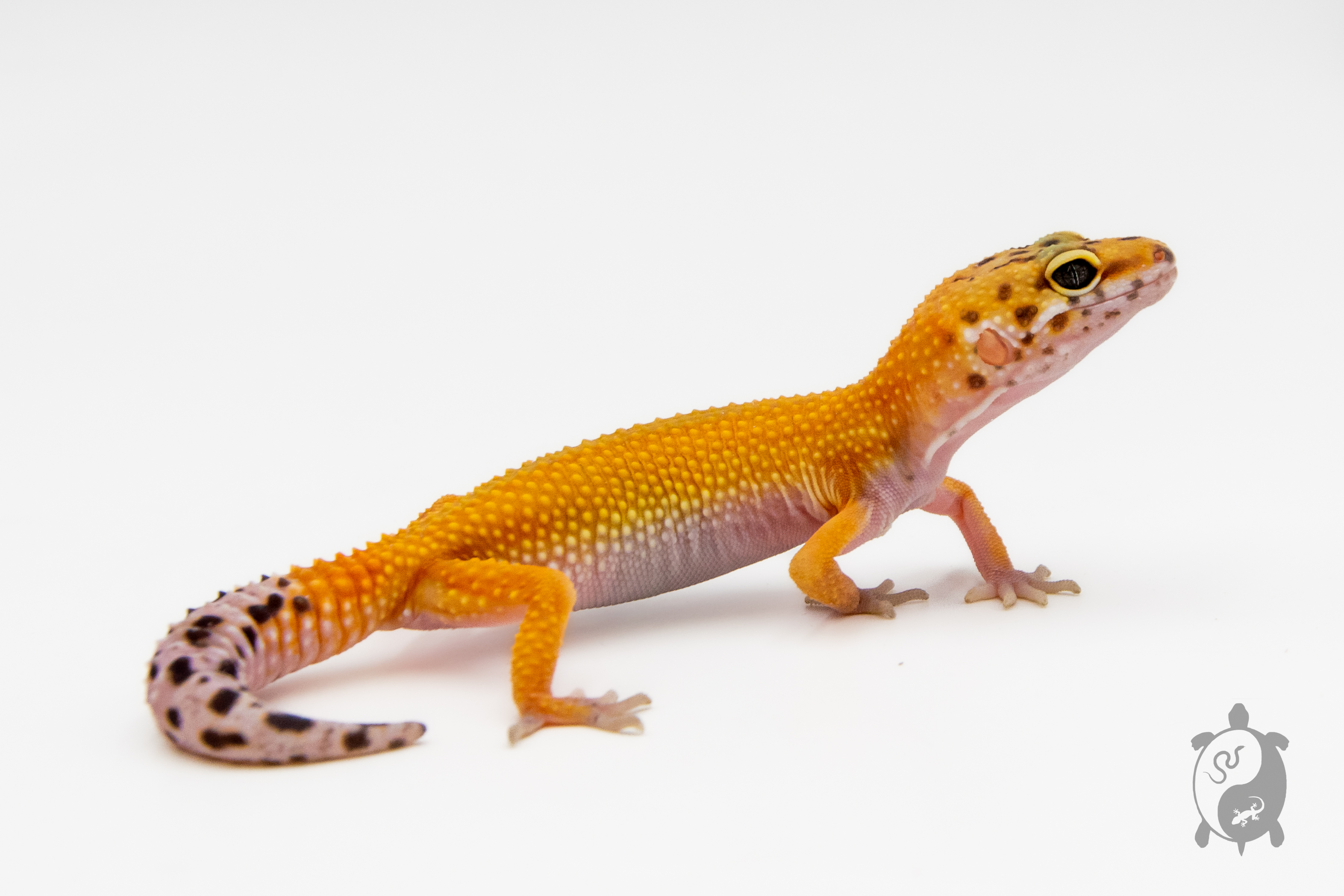 EM37 - Gecko Léopard - Eublepharis Macularius Tangerine - NC - 